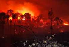DPR Minta Aparat Usut Dugaan Suap Izin Konsesi Lahan Terkait Karhutla