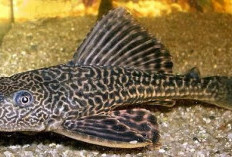 Ikan Sapu-Sapu Semakin Banyak, Terancamkah Keanekaragaman Hayati di Sungai Indonesia?