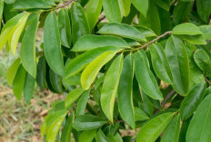 Khasiat Daun Sirsak Bagi Kesehatan, Ini Manfaatnya !