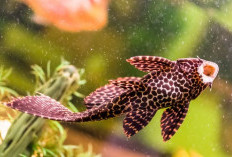Bukan Lagi Pembersih, Tapi Perusak: Mengapa Ikan Sapu-sapu Wajib Dimusnahkan