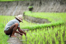 Saat Kemarau Mengeringkan Sawah, Listrik Justru Jadi Andalan Petani Lampung