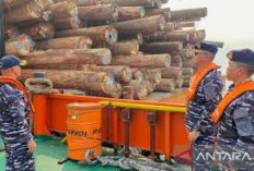 Diduga Langgar Kawasan Konservasi, TNI AL Tangkap Dua Kapal Pengangkut Ribuan Kayu di Maluku