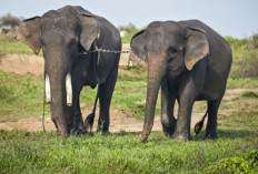 Menelusuri Alasan Lampung Identik dengan Gajah dan Upaya Konservasinya