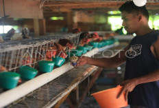 Raup Omzet Puluhan Juta per Bulan, Intip Rahasia Sukses Ternak Ayam Kampung Petelur