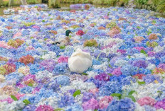Pesona Submerged Fairyland! Underwater Hydrangeas di Taizhou China Muncul Bak Dunia Peri Bawah Laut