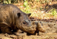 Dua Badak Sumatera Betina di Way Kambas, Ratu dan Delilah, Sedang Bunting dan Dipantau Intensif