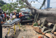 Pohon Raksasa Tumbang di Bukit Randu, Dua Mobil Ringsek, Satu Pengemudi Terjebak
