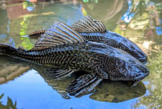 Ikan Sapu-Sapu Itu Sebenarnya Apa? Ini Alasan Kenapa Kehadirannya Merugikan!