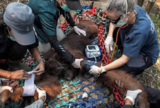 Terdampak Kebakaran Hutan di Ketapang, Seekor Orangutan Berhasil Diselamatkan Tim Medis