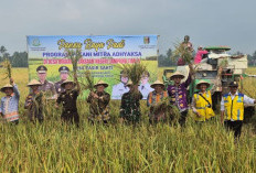 Kejari Lampung Timur Panen Raya Bersama Petani Mitra Adhyaksa, Perkuat Komitmen Swasembada Pangan