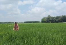 Harga Hortikultura Naik, Nilai Tukar Petani Lampung Tumbuh 3,29 Persen pada Mei 2026