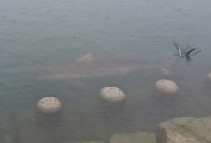 Hiu 3 Meter Muncul di Saluran Air Taman Busan, Warga Diminta Waspada