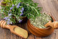 Bukan Sekadar Tanaman Dapur, Ini Manfaat Rosemary yang Jarang Diketahui