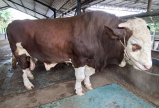 Sapi Kurban 1 Ton Asal Bandar Lampung Terpilih Jadi Bantuan Presiden untuk Iduladha 2026