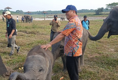 Wajah Baru Way Kambas Mulai Terlihat, Deputi Setpres Pastikan Konservasi Gajah dan Wisata Berjalan