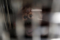 Usai Jadi Korban Perdagangan Ilegal ke India, Orangutan Sumatera 'Heera' Berhasil Dipulangkan ke Indonesia