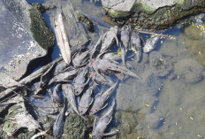 700 Kg Bangkai Ikan Sapu-Sapu Diangkat dari Kali Bekasi, Bau Busuk Ganggu Warga