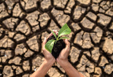El Niño Kembali Berkembang, Benarkah Indonesia Bakal Alami Kemarau Lebih Panjang?