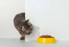 Makanan Manusia yang Ternyata Berbahaya untuk Kucing