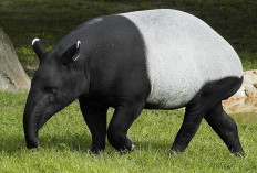 Populasi Kritis di Ambang Punah, Mengapa Kasus Tapir Disembelih Begitu Mengkhawatirkan?