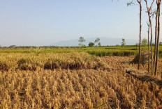 Kemarau 2026 di Depan Mata, Ini Prediksinya!