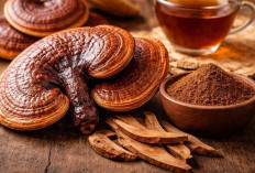 Lebih dari Sekadar Jamur, Mengenal Reishi untuk Daya Tahan Tubuh 