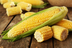  Jagung Bisa Jadi Pilihan untuk Penderita Diabetes, Ini yang Perlu Diperhatikan