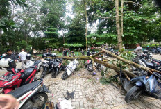 Ambruk Mendadak! Pohon di Parkiran Unila Hantam 6 Motor Mahasiswa