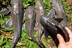 7 Ton Ikan Sapu-Sapu Dimusnahkan, Ini Bahaya Spesies Invasif bagi Lingkungan 