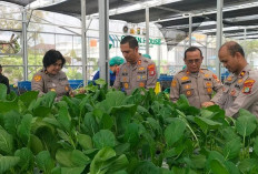 Polda Metro Jaya Panen 82 Kg Pakcoy Hidroponik untuk Dukung Program Makan Bergizi Gratis