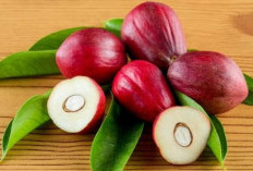 Mengenal Mahkota Dewa, Tanaman Herbal yang Banyak Dimanfaatkan Masyarakat