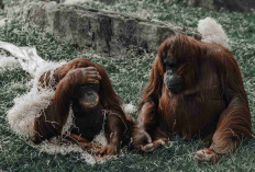 Orang Utan Solo Safari Lepas, Sempat Berkeliaran di Permukiman hingga Robohkan Motor Pengunjung