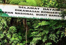23 Perkara Kejahatan Kehutanan Terjadi di Bukit Barisan dalam 10 Tahun, 75 Pelaku Terseret Kasus