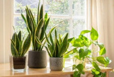 Pilihan Houseplants Terbaik untuk Ruangan, Estetik dan Minim Perawatan