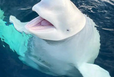 Beluga di Akuarium Tiongkok Semburkan Air ke Pria yang Merokok, Ternyata Bagian dari Rekaman Edukasi