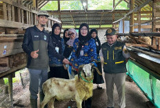 Pemprov Lampung Libatkan 1.229 Petugas untuk Pantau Hewan Kurban Jelang Iduladha