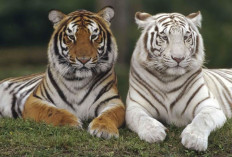 Meski Tampak Seperti Hewan Fantasi, Ini Alasan Harimau Putih Nyaris Punah di Alam Liar