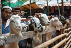 Bukan Sekadar Kurban, Ini 7 Tradisi Idul Adha Unik di Berbagai Daerah Indonesia
