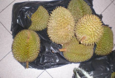 Curi 1,6 Ton Durian, Aksi Pria Ini Berujung Ditangkap Polisi