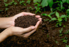 Bercermin pada Bumi, Ternyata Jenis Tanah Tentukan Simbol Peradaban Manusia