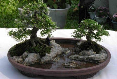 Seni Sabar di Pot Kecil: 5 Langkah Memulai Bonsai bagi Pemula di Bandar Lampung agar Tumbuh Estetik & Berkelas
