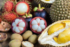 Manisnya Musim Buah, Duren, Duku, dan Manggis Hadir Bersamaan