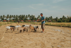 Musim Kemarau Jadi Berkah, Peternak Kambing di Metro Manfaatkan Sawah Pascapanen untuk Penggembalaan