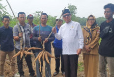 Hari Tani Nasional, Amrullah PKS: Pergub Singkong Beri Manfaat, Lampung Harus Perkuat Jadi Lumbung Pangan