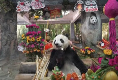 Dua Panda Raksasa di China Jadi Sorotan Saat Mukbang