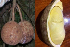Durian Gundul Asal Lombok, Jadi Durian Tanpa Duri Yang Unik