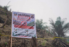 Lahan Bekas Karhutla di Dharmasraya Jadi Kebun Sawit, Polisi Buru Pihak yang Bertanggung Jawab