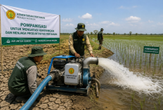 Kemarau Uji Kesiapan Pemerintah Jaga Produksi Pangan, Pompanisasi Dipercepat di Daerah Rawan Kekeringan