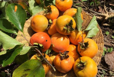 Manis dan Kaya Nutrisi, Ini 4 Manfaat Buah Kesemek bagi Kesehatan