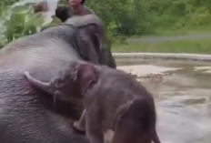 Anak Gajah Betina Lahir di Taman Nasional Way Kambas, Diberi Nama Heti